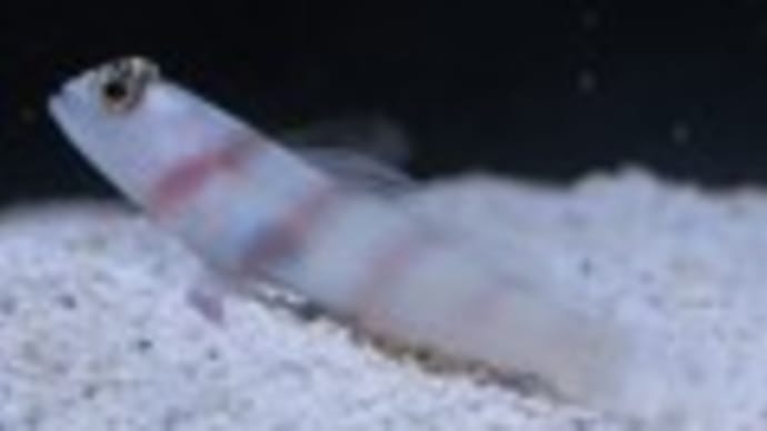 ヒメダテハゼ