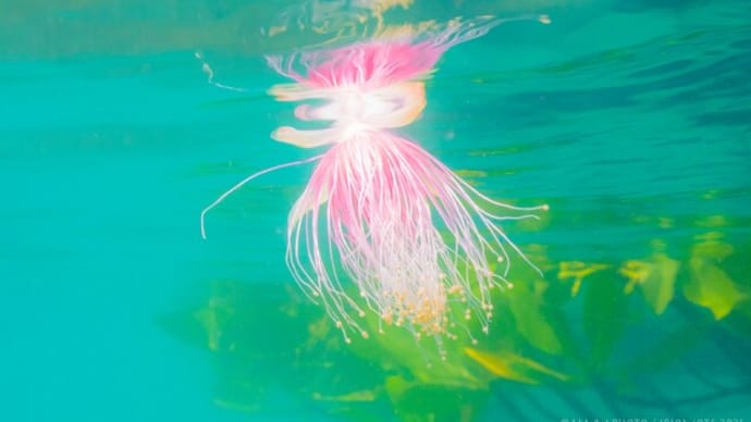 ココロ弾む水中フォト集~!!☆
