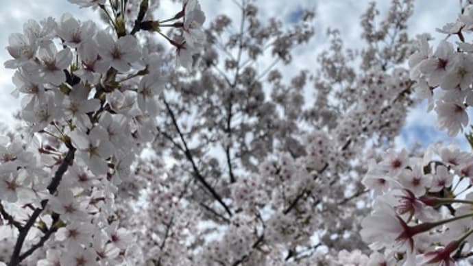 桜が満開の公園でお花見ウォーキング
