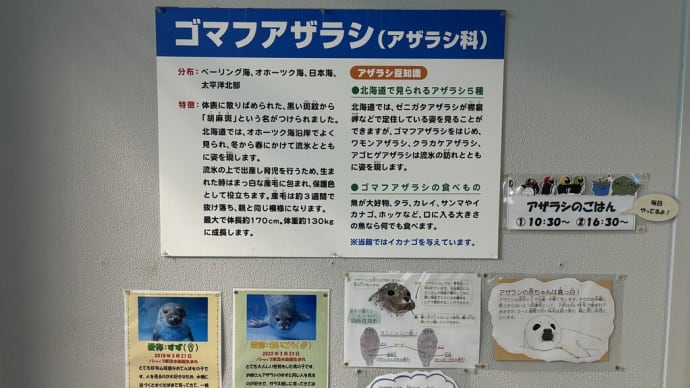 サンピアザ水族館 ゴマフアザラシ