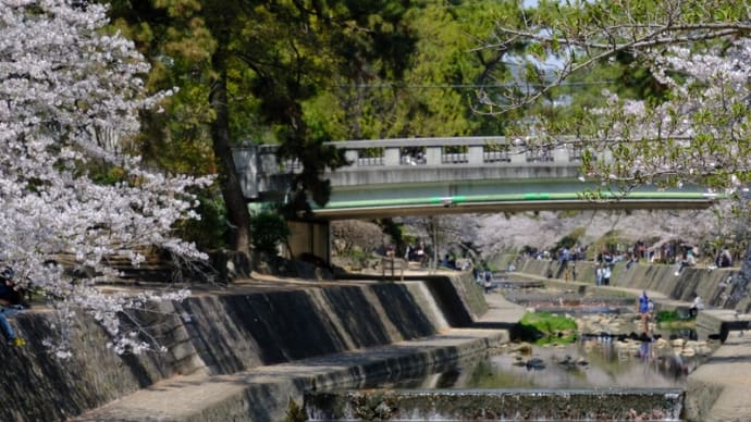 夙川河川敷の桜を訪ねました