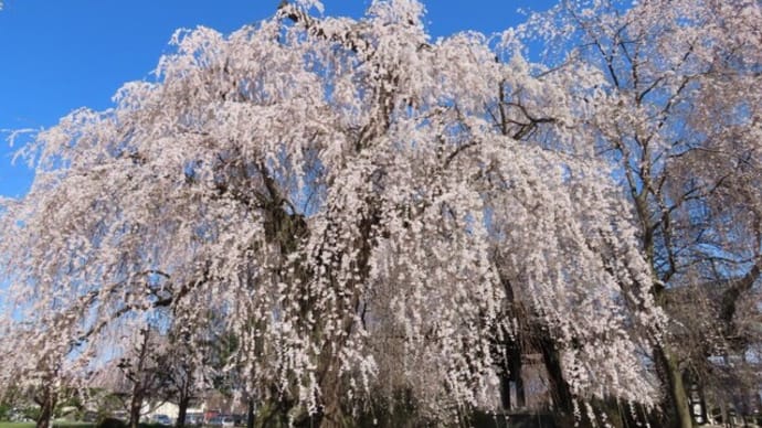 安養寺のシダレザクラ(枝垂桜)