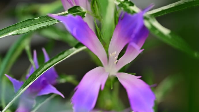 ◆今年も「伝統の朝顔」展(くらしの植物苑)