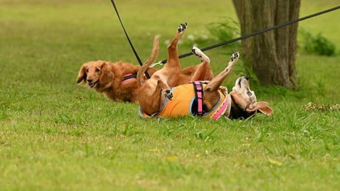 犬のQOL