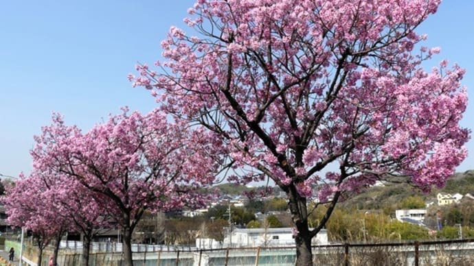 #9341 '25 陽光桜🌸