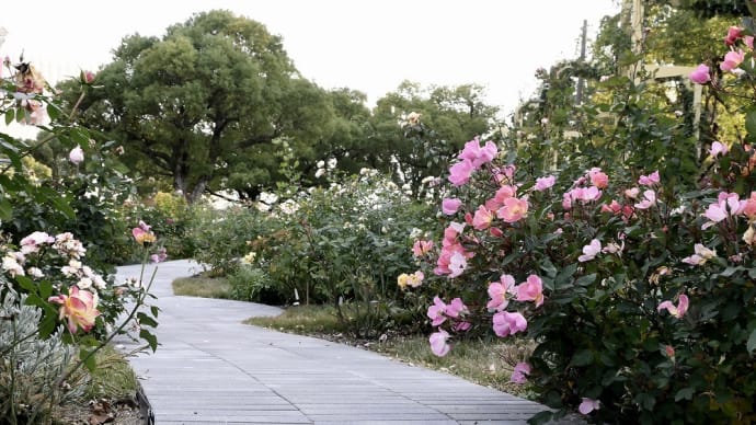 薔薇の小径