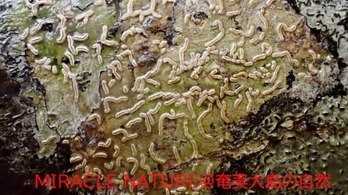 モジゴケの一種