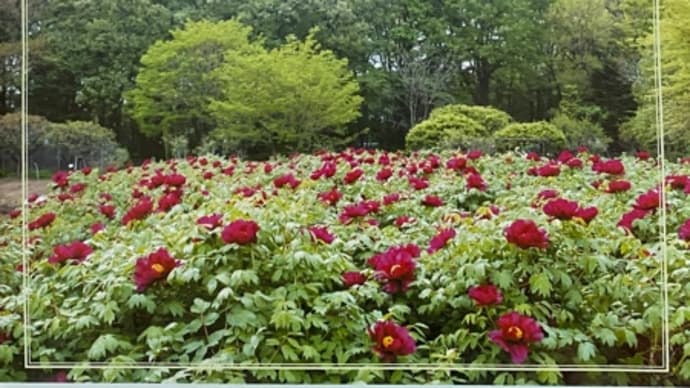 東京都薬用植物園へ