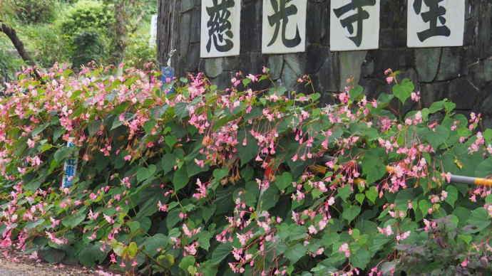 慈光寺の秋海棠と彼岸花