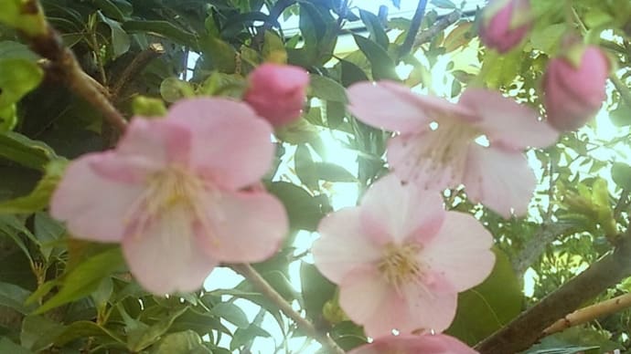 うちの河津桜🌸