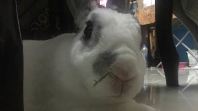 うちの可愛いこたち。