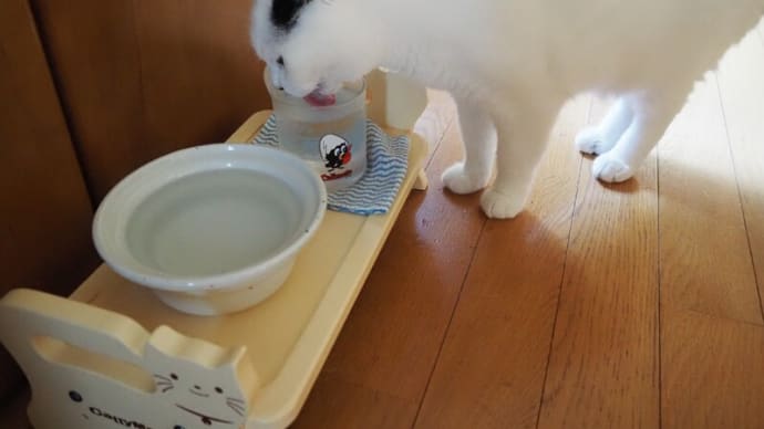 NEKO的猫実話<氷をあいす>