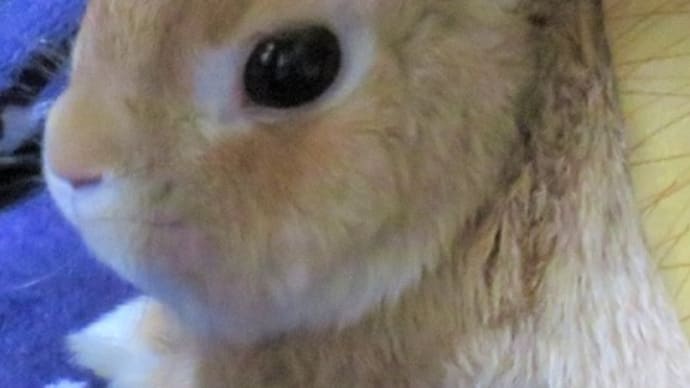 ちょっとだけ、むぎまる君 2019(その21)こたつか?むぎまる君