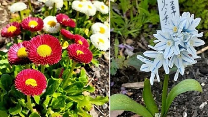 春ですよぉ~ヾ(≧▽≦)ノ 今日の庭花*後編