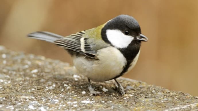 野鳥たち
