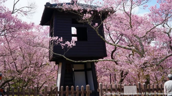 高遠城址公園の桜(2019)