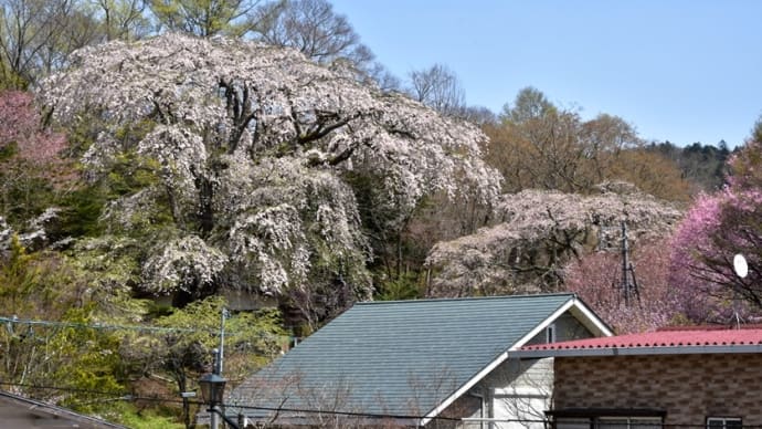 旧軽井沢のシダレザクラが見頃・・・