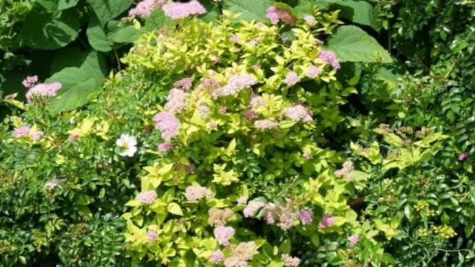 庭の外回りで咲いている花たち
