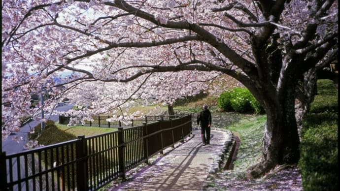 中判フィルムカメラで桜を撮る