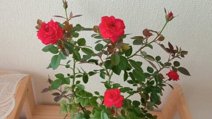 なんとかレスキュー成功…♪