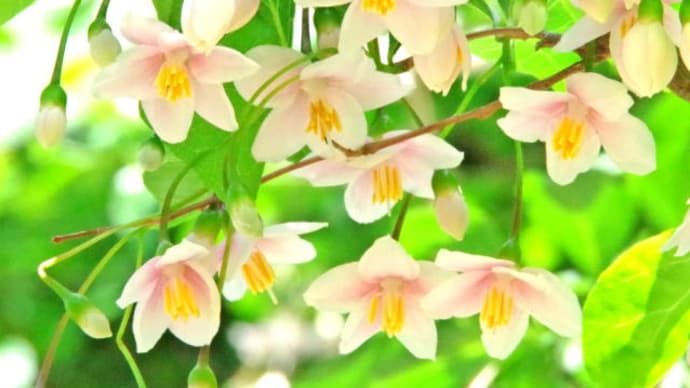 薬草園に咲いていた花