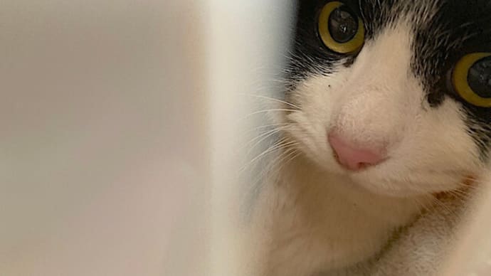 ソラの家族探し③