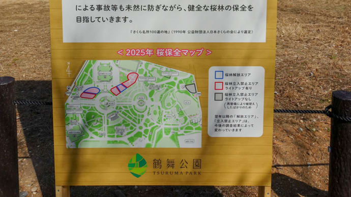 鶴舞公園 さくら祭り 準備万端…あとは開花だけ!?
