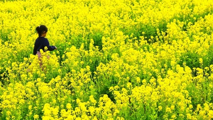 菜の花が咲くころ・黄色の風景 ~京田辺・普賢寺