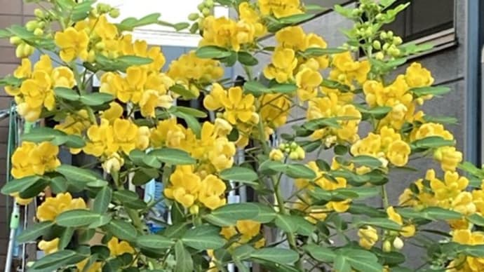 コバノセンナ(小葉の旃那)とハナセンナ(花旃那)