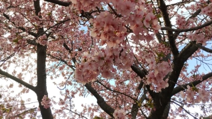 美和桜