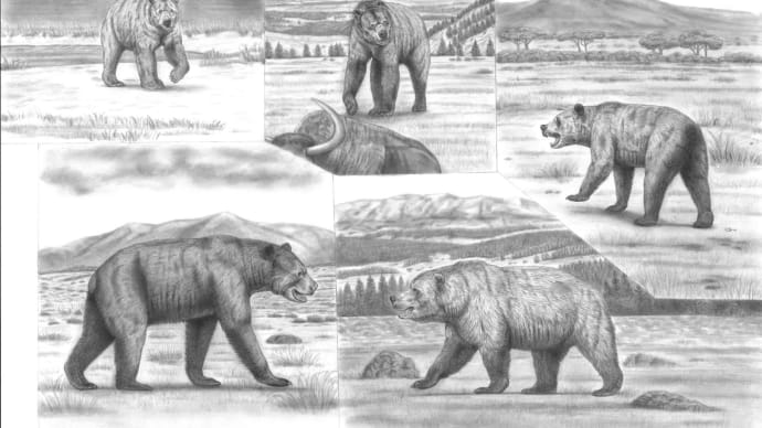 「史上の五大クマ科動物」 再アップ (更新世パタゴニア動物相付加)