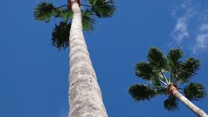 太陽光に元気をもらう