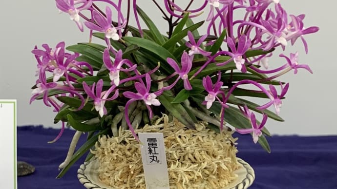 富貴蘭 花の祭典「東京フウラン展」