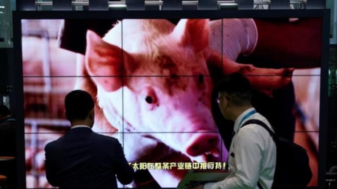 ロイター焦点:中国から感染拡大、アフリカ豚コレラが世界の脅威に