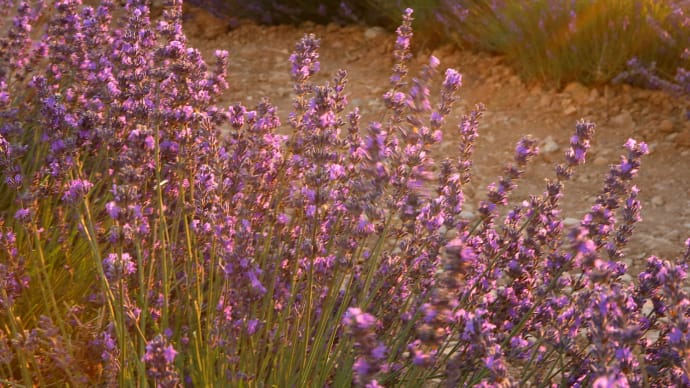 春の始まりに、真夏のプロヴァンス・ヴァレンソルのラベンダー畑の写真18-2