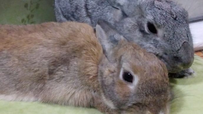 ぼくのお兄ちゃんだよ