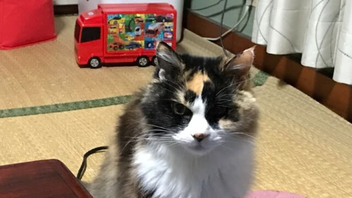 輸液が効いた