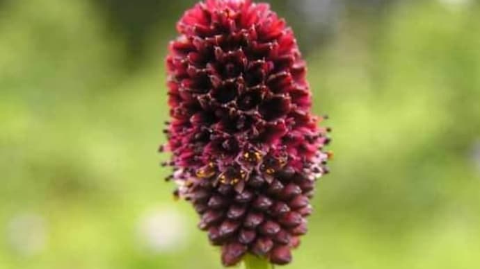有限花序