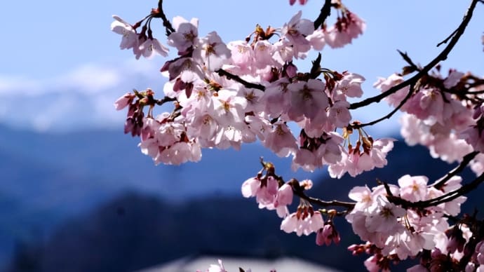 湖畔に咲く桜-長野県伊那市:高遠湖