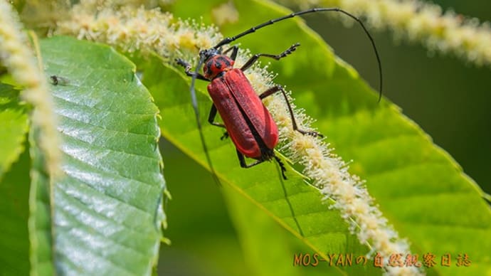 昆虫の様子を見に狭山丘陵へ