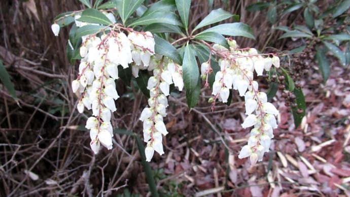 登山道のあちこちに植わっているアセビの花、一斉に咲き始めました ・・・
