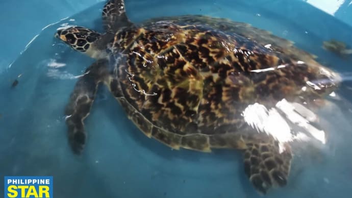 ウミガメの救助
