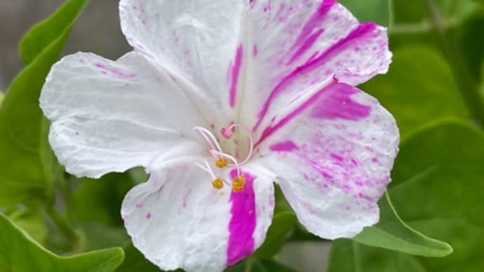 お散歩の花
