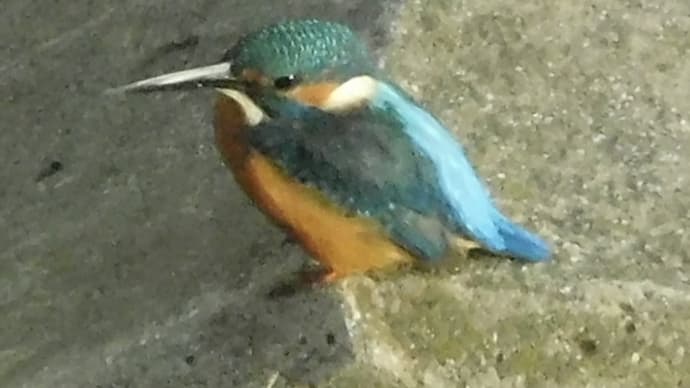 地球の天使 カワセミ