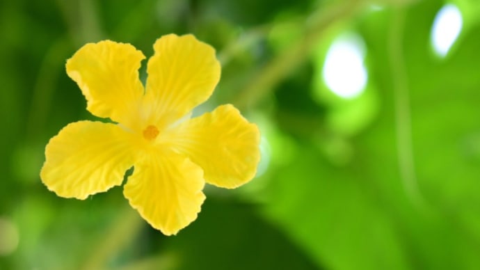 ゴーヤの花咲く夏の日。
