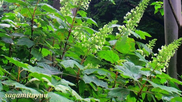 相模原麻溝公園」では「カシワバアジサイ」が円錐形の花房を見せ始めた!!