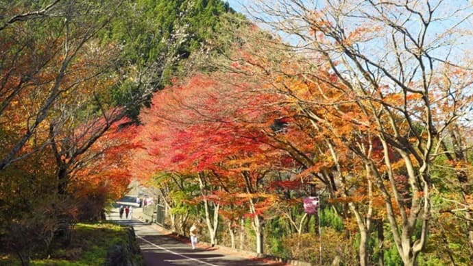 冬桜の咲く公園