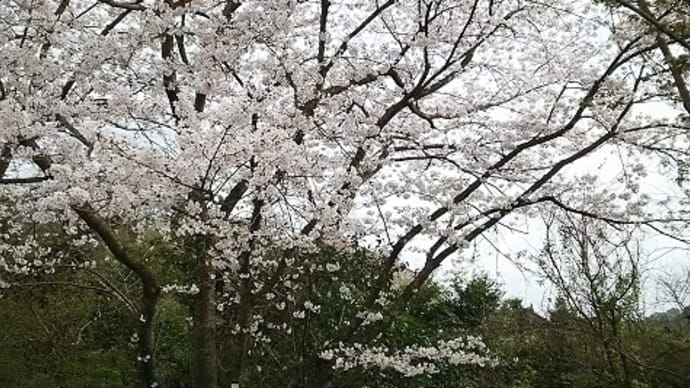 桜桜♪