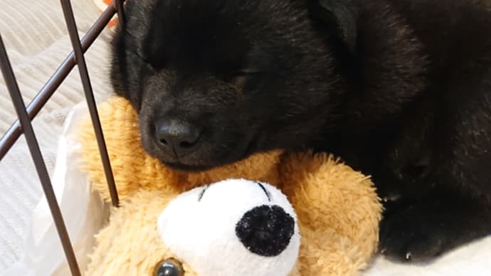 甲斐犬がいる生活、スタート♪
