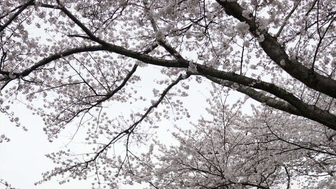 昨日は25年目の結婚記念日 桜を見にドライブに行って来ました。